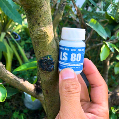 Keo tạo chồi kích mầm LS80 – Kích mầm, kích chồi cây một lá mầm, cây thân gỗ