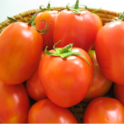 Hạt giống cà chua F1 siêu kháng bệnh PN-209 - Gói 0.1 Gram