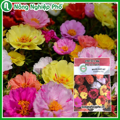 Hạt giống hoa Mười Giờ Mỹ FVN - Gói 10 hạt