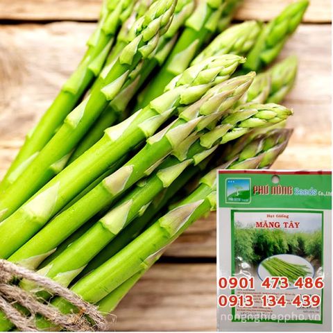 Hạt giống Măng Tây PN - Gói 2 gram