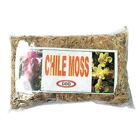 Dớn mềm chile moss trồng lan - Gói 100 gram