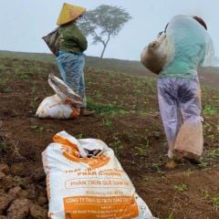 Phân trùn quế giảm ẩm SFARM PB02 - Bao 40kg
