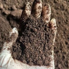 Phân bò ủ vi sinh Sfarm – Phân hữu cơ cải tạo đất, tơi đất, giàu mùn