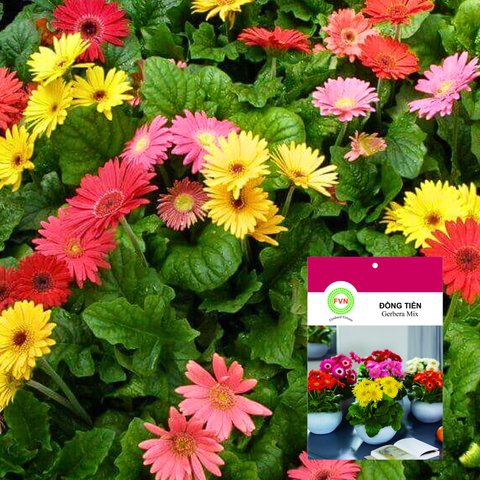 Hạt giống Hoa đồng tiền lùn Gerbera Mix FVN - Gói 5 hạt