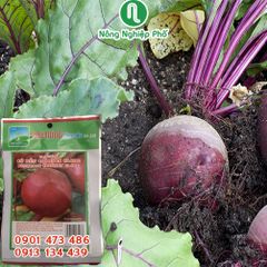 Hạt giống Củ dền CRIMSON PN - Gói 5 gram