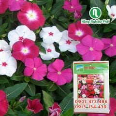 Hạt giống hoa Dừa cạn (dòng đứng) PN - Gói 10 hạt