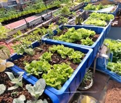 Chậu (Khay) Aquaponics chuyên trồng rau củ quả, cây ăn trái - Loại 1