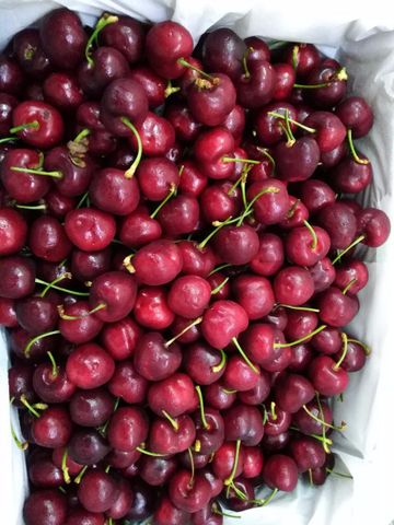  Cherry Úc (size 28-30) 