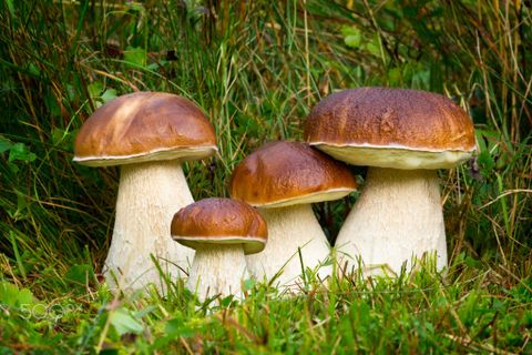  NẤM GAN BÒ MỸ VỊ (Boletus Edulis) - Khô, cắt lát - LH:0915179900 