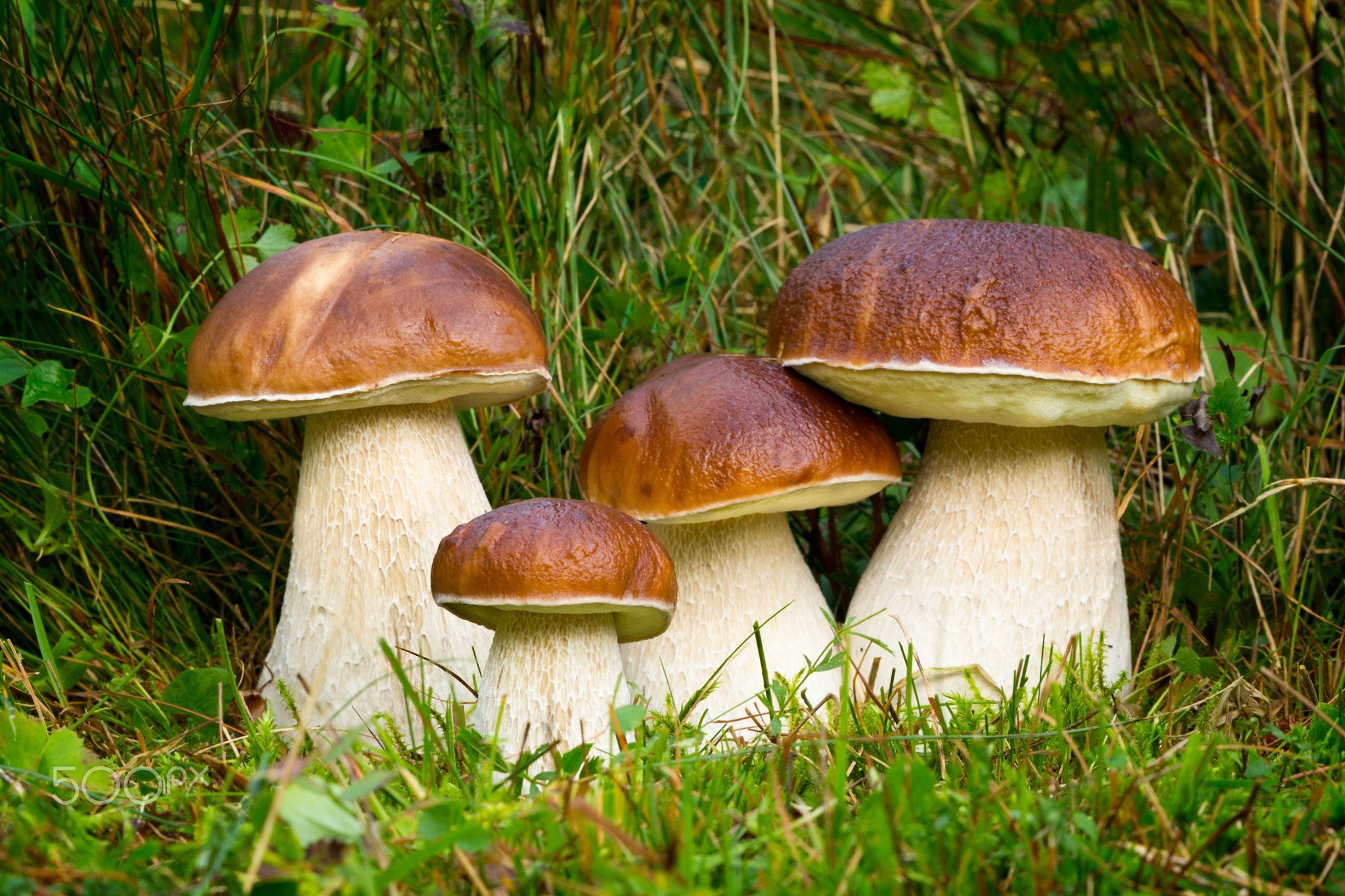 NẤM GAN BÒ MỸ VỊ (Boletus Edulis) - Khô, cắt lát - LH:0915179900