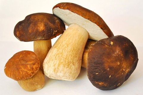  Nấm Gan Bò Vàng (Boletus Mushroom) - Khô, cắt lát - LH:0915179900 