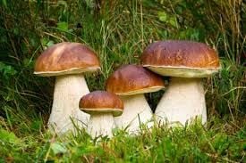  NẤM GAN BÒ MỸ VỊ (Boletus Edulis) -Tươi - LH:0915179900 