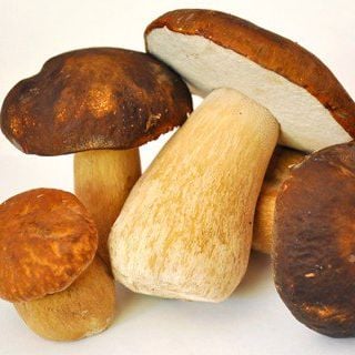 Nấm gan bò vàng ( Boletus Mushroom) - Đông lạnh - LH:0915179900