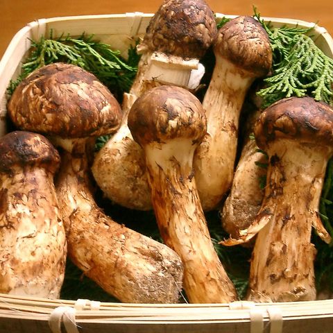  Nấm tùng nhung - Matsutake ( Hàng loại A3 - Đông lạnh ) - LH:0915179900 