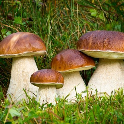  NẤM GAN BÒ MỸ VỊ (Boletus Edulis) - Đông Lạnh - LH:0915179900 