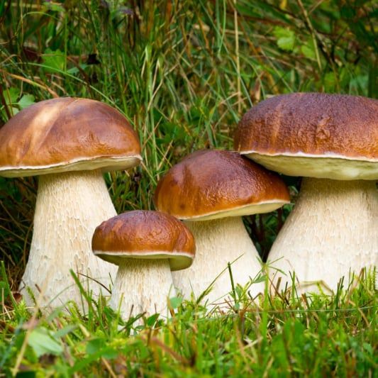 NẤM GAN BÒ MỸ VỊ (Boletus Edulis) - Đông Lạnh - LH:0915179900