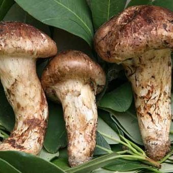  Nấm Tùng Nhung - Matsutake ( Hàng Loại A - Đông Lạnh ) - LH:0915179900 