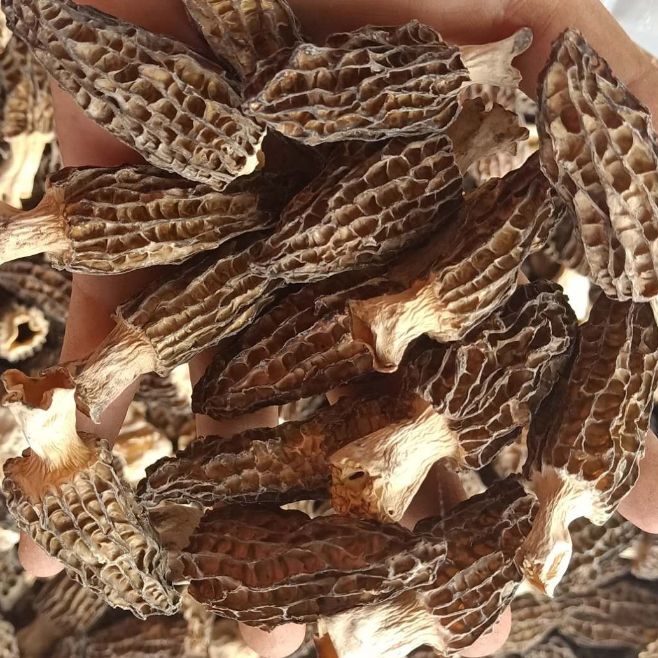 Nấm Bụng Dê (Morel Mushrooms) - Khô - Loại A2 - LH:0915179900