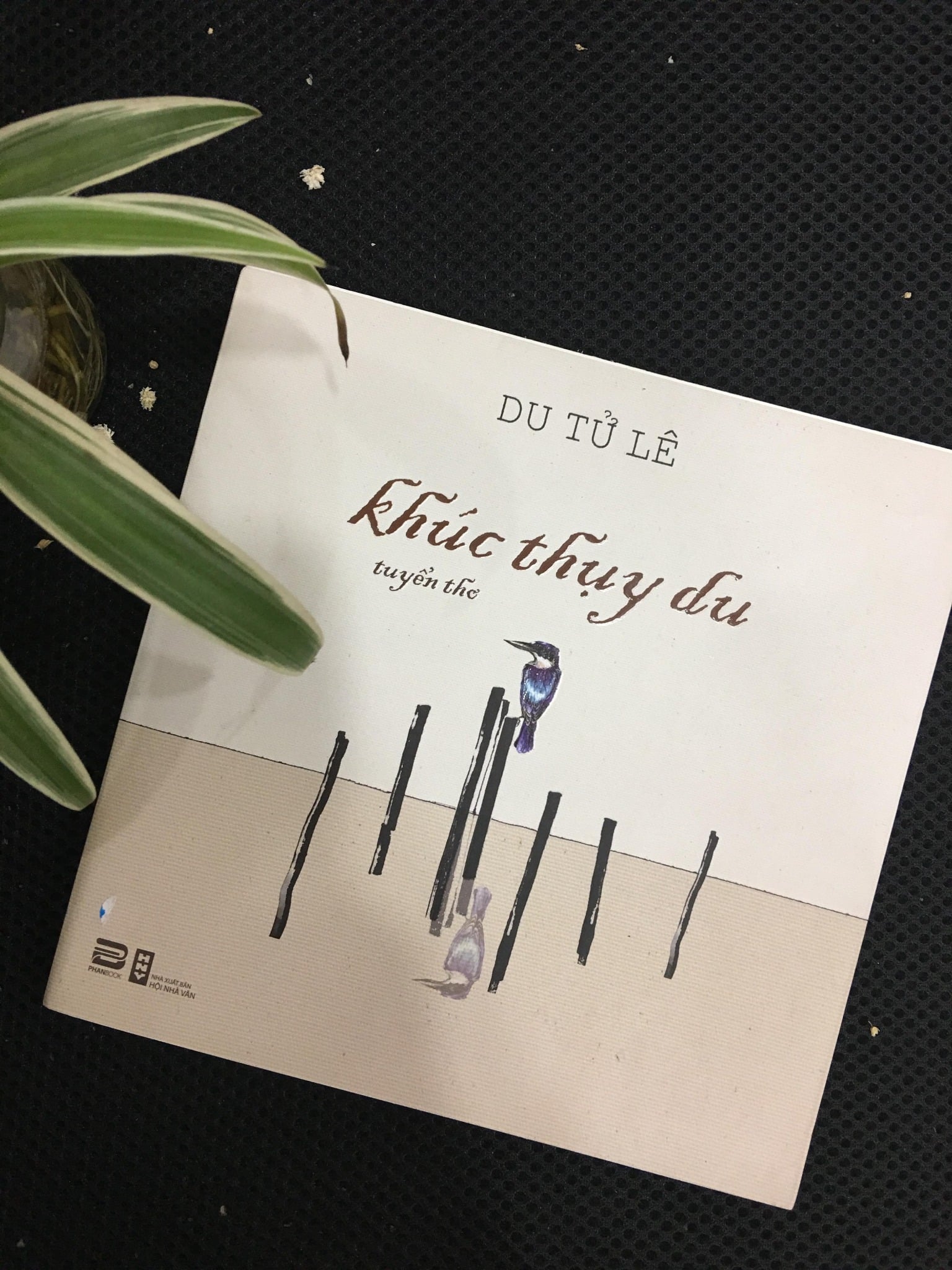 KHÚC THỤY DU (NGẢ MÀU NGOẠI QUAN)