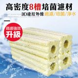 Sứ thanh hoa mai vàng