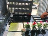 HỒ KOI AQUAPONIC - DỰ ÁN CẦU GIẤY