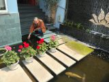 HỒ KOI AQUAPONIC - DỰ ÁN CẦU GIẤY