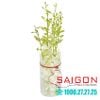 Bình Hoa Thủy Tinh Libbey Floral Cylinder 9'' | Libbey 888 , Nhập Khẩu USA