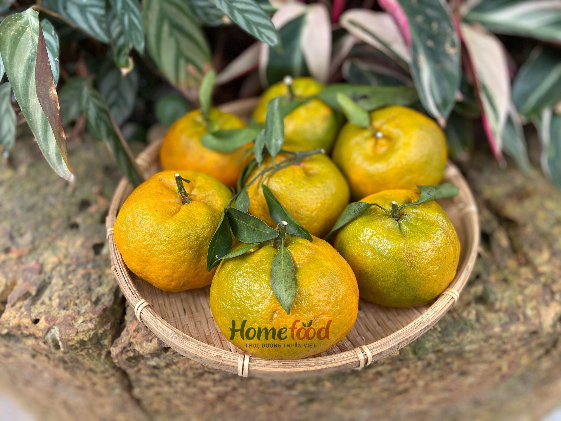 Homefood - Trúc Khê