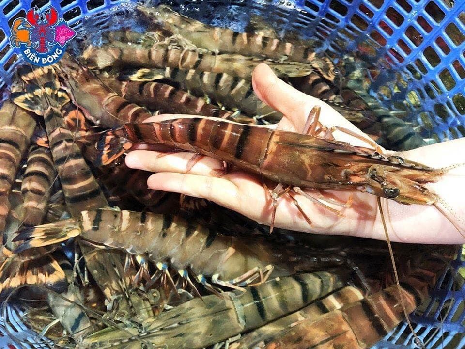 Hải Sản Biển Đông - Hồng Hà