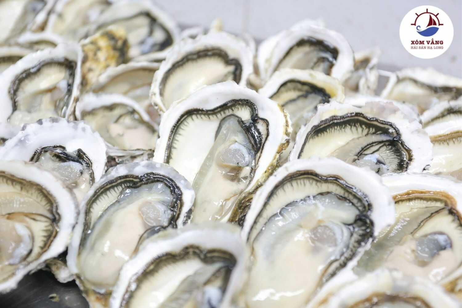 Hải Sản Xóm Vắng - Nguyễn Cơ Thạch