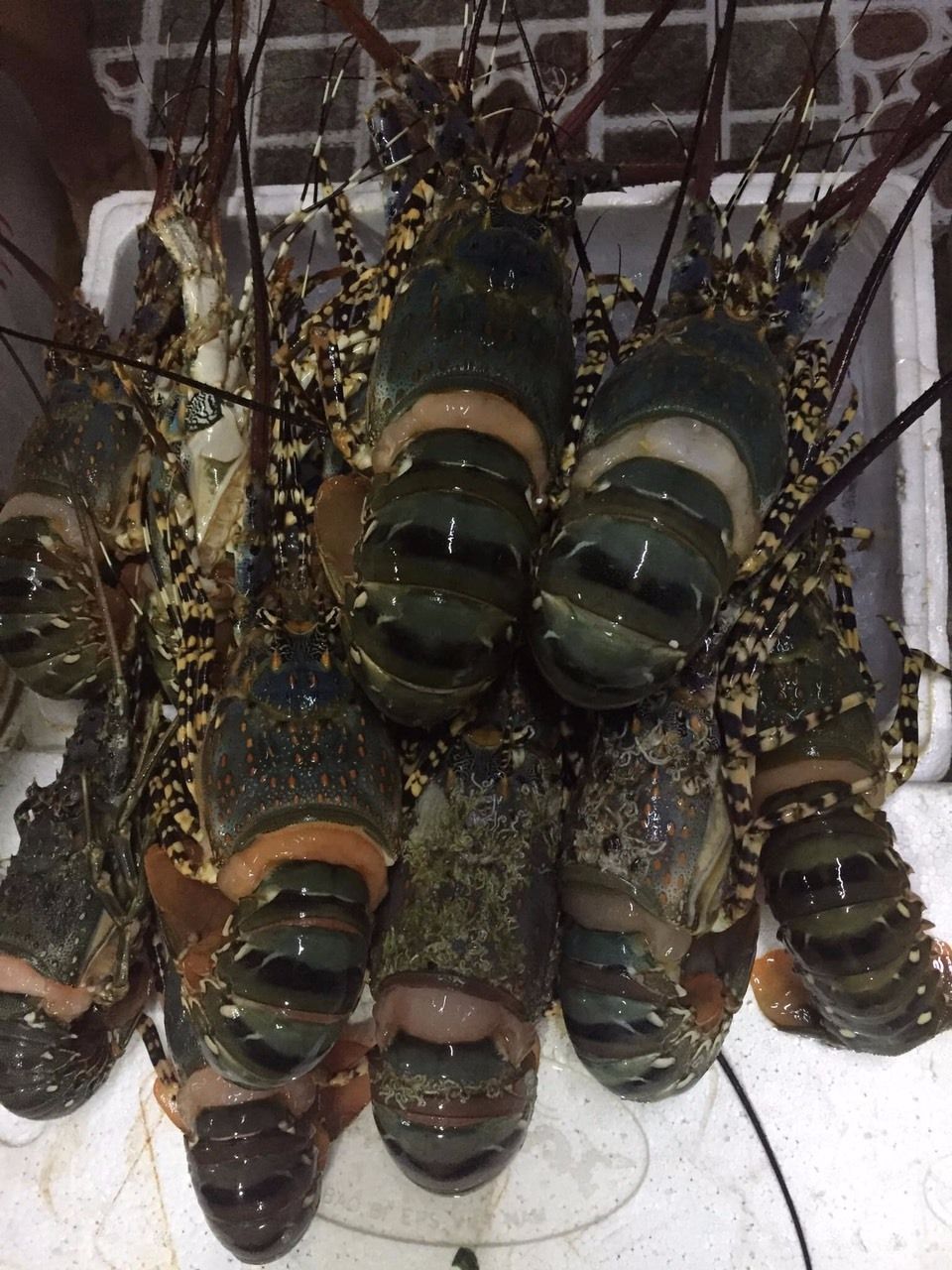 Cơm Việt - Phan Bội Châu