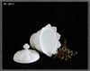 Hủ pha lê màu sữa ( Antique Milk Glass ) QB 63