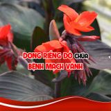 Cây Dong Riềng Đỏ Thảo Dược Số 1 Điều Trị Bệnh Mạch Vành