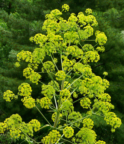 A Ngùy: Thảo dược quý hỗ trợ điều trị hô hấp và tiêu hóa hiệu quả