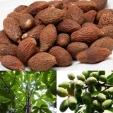 An nam tử, hạt ươi bay  Thảo dược giải khát tự nhiên với nhiều công dụng chữa bệnh hiệu quả