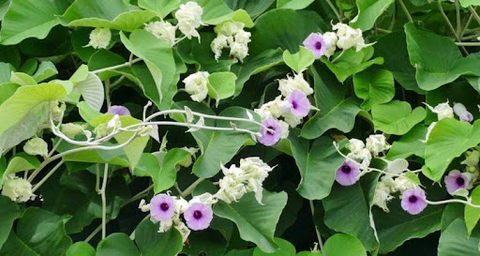 Bạc thau: Dược liệu quý với tác dụng tiêu viêm, thanh nhiệt và giải độc