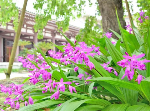 Bạch cập: Dược liệu cầm máu hiệu quả và dễ tìm thấy trong tự nhiên