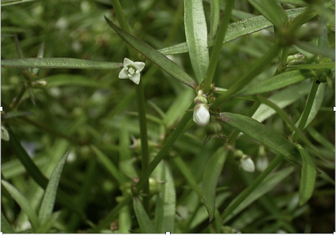 Bạch Hoa Xà Thiệt Thảo: Dược Liệu Quý Chống Ung Thư