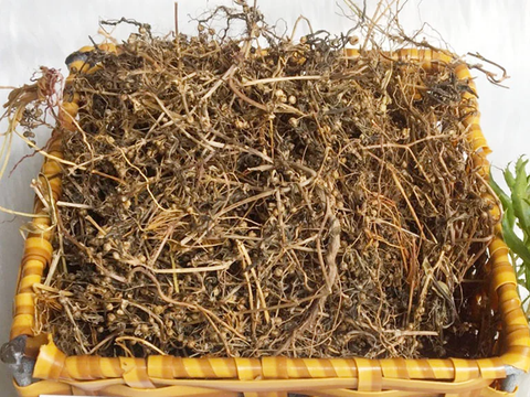 Bạch hoa xà thiệt thảo một trong 3 cây thuốc trị ung thư nổi tiếng