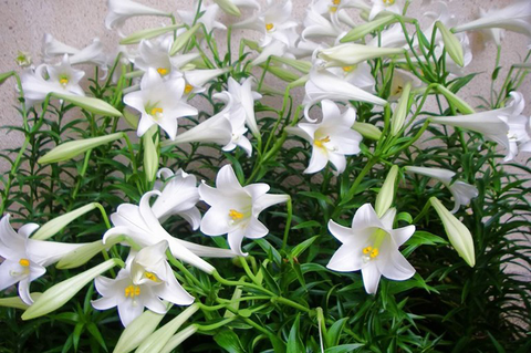 Bách Hợp: Vị Thuốc Dân Gian Cầm Ho, Thanh Tâm An Thần