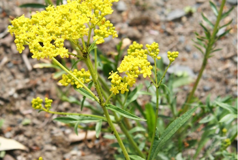 Bại tương thảo: Vị thuốc quý trong y học cổ truyền, giúp kháng viêm và trị mất ngủ hiệu quả