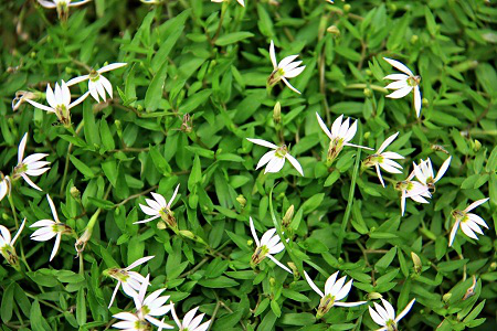 Bán Biên Liên: Dược Liệu Quý Với Nhiều Công Dụng