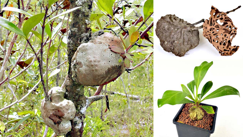 Bí kỳ nam: Dược liệu quý hỗ trợ điều trị các bệnh về gan