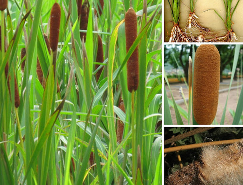 Bồ hoàng – Vị thuốc quý giúp hoạt huyết, tiêu sưng, lợi tiểu hiệu quả