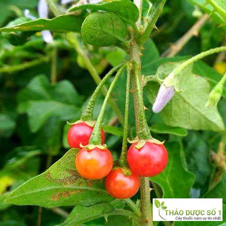 Cà Gai Leo Cây thuốc quý điều trị viêm gan B, C, A Xơ gan hiệu quả