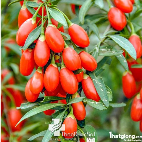 Câu kỷ tử một vị thuốc quý điều trị chứng di tinh mộng tinh bổ gan...