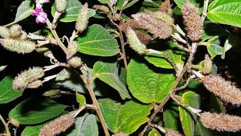 Cây An Xoa – Thảo dược quý hỗ trợ điều trị các bệnh về gan và ung thư