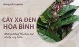 Cây Xạ Đen: Bí Quyết Hỗ Trợ Điều Trị Ung Thư Và Các Bệnh Lý Hiệu Quả Từ Thiên Nhiên