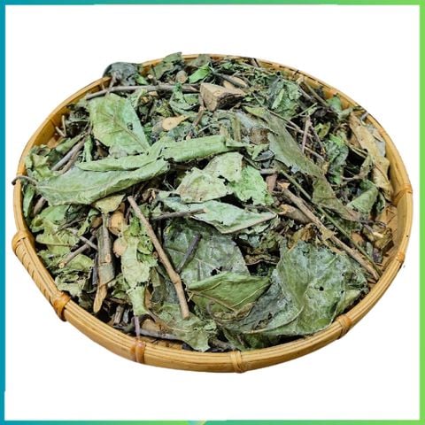 Cây Xạ Đen: Bí Quyết Hỗ Trợ Điều Trị Ung Thư Và Các Bệnh Lý Hiệu Quả Từ Thiên Nhiên