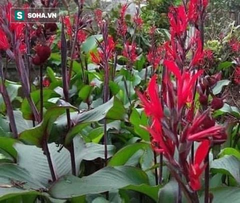 Cây Dong Riềng Đỏ – Vị Thuốc Người bệnh tim mạch vành nên biết